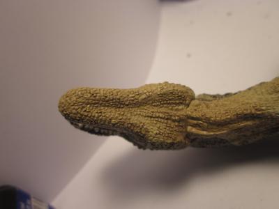 <img0*300:stuff/z/187594/Allosaurus%2520Figurine%2520Reference/040.JPG>