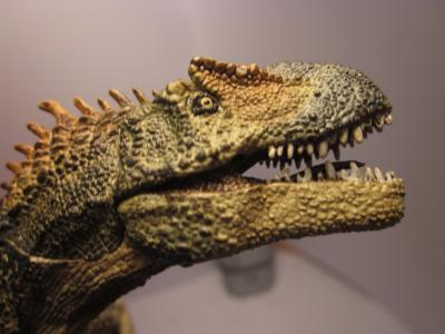<img0*300:stuff/z/187594/Allosaurus%2520Figurine%2520Reference/052.JPG>
