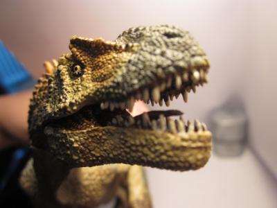 <img0*300:stuff/z/187594/Allosaurus%2520Figurine%2520Reference/053.JPG>