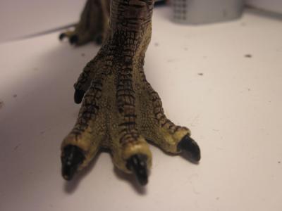 <img0*300:stuff/z/187594/Allosaurus%2520Figurine%2520Reference/055.JPG>