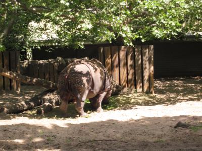 <img0*300:stuff/z/187594/Berlin%2520Zoo%2520Reference/045.JPG>
