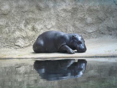 <img0*300:stuff/z/187594/Berlin%2520Zoo%2520Reference/060.JPG>