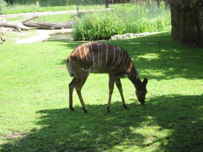 <img0*300:stuff/z/187594/Berlin%2520Zoo%2520Reference/070.JPG>