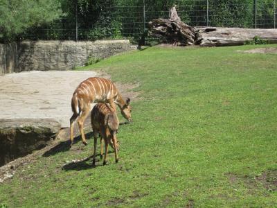 <img0*300:stuff/z/187594/Berlin%2520Zoo%2520Reference/071.JPG>