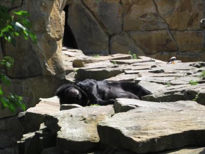 <img0*300:stuff/z/187594/Berlin%2520Zoo%2520Reference/078.JPG>