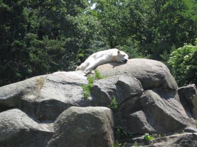 <img0*300:stuff/z/187594/Berlin%2520Zoo%2520Reference/082.JPG>