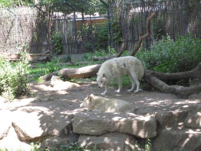 <img0*300:stuff/z/187594/Berlin%2520Zoo%2520Reference/095.JPG>
