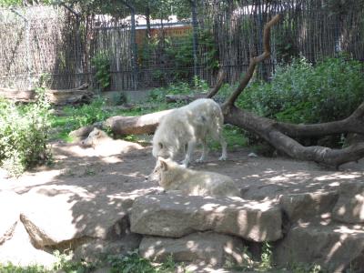 <img0*300:stuff/z/187594/Berlin%2520Zoo%2520Reference/096.JPG>