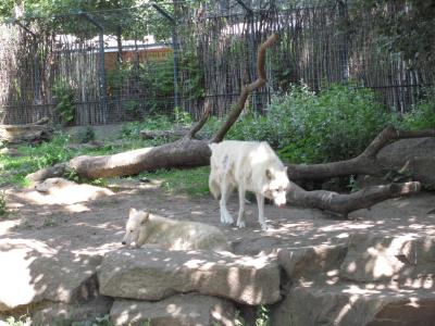 <img0*300:stuff/z/187594/Berlin%2520Zoo%2520Reference/098.JPG>