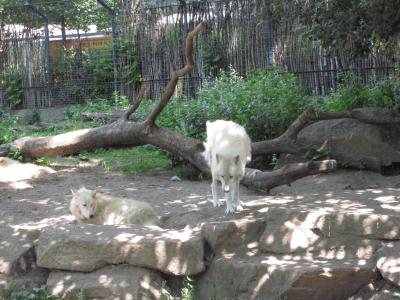 <img0*300:stuff/z/187594/Berlin%2520Zoo%2520Reference/099.JPG>