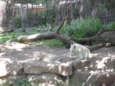 <img0*300:stuff/z/187594/Berlin%2520Zoo%2520Reference/100.JPG>