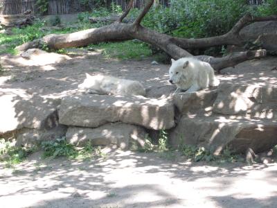 <img0*300:stuff/z/187594/Berlin%2520Zoo%2520Reference/101.JPG>