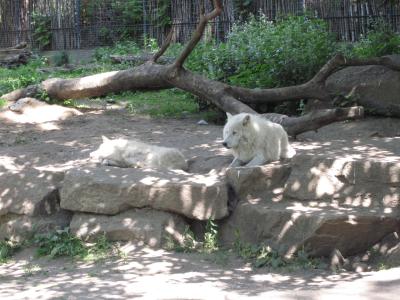 <img0*300:stuff/z/187594/Berlin%2520Zoo%2520Reference/102.JPG>