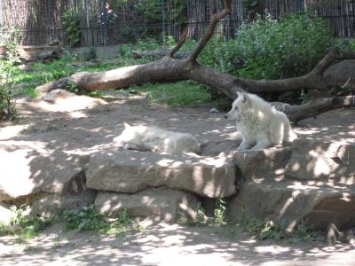 <img0*300:stuff/z/187594/Berlin%2520Zoo%2520Reference/103.JPG>