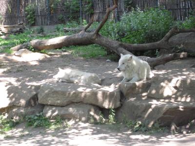 <img0*300:stuff/z/187594/Berlin%2520Zoo%2520Reference/104.JPG>