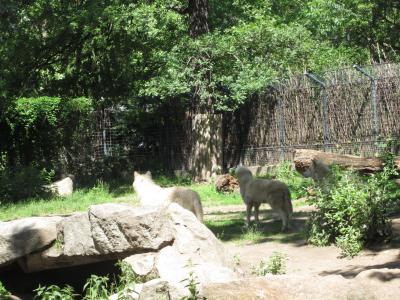 <img0*300:stuff/z/187594/Berlin%2520Zoo%2520Reference/105.JPG>