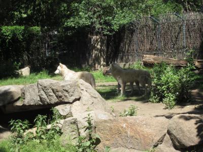<img0*300:stuff/z/187594/Berlin%2520Zoo%2520Reference/106.JPG>