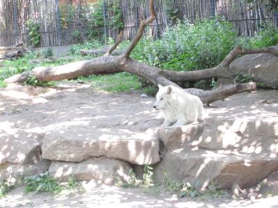 <img0*300:stuff/z/187594/Berlin%2520Zoo%2520Reference/107.JPG>