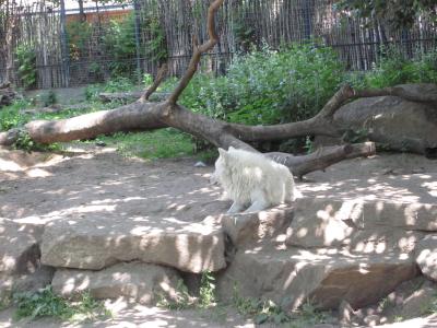 <img0*300:stuff/z/187594/Berlin%2520Zoo%2520Reference/108.JPG>
