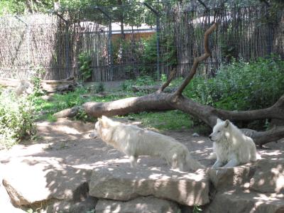 <img0*300:stuff/z/187594/Berlin%2520Zoo%2520Reference/109.JPG>