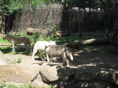 <img0*300:stuff/z/187594/Berlin%2520Zoo%2520Reference/110.JPG>
