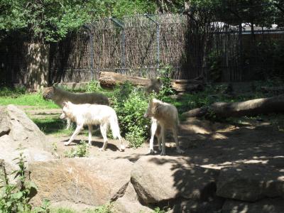 <img0*300:stuff/z/187594/Berlin%2520Zoo%2520Reference/111.JPG>