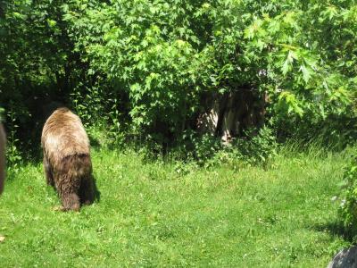 <img0*300:stuff/z/187594/Berlin%2520Zoo%2520Reference/115.JPG>