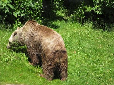 <img0*300:stuff/z/187594/Berlin%2520Zoo%2520Reference/118.JPG>