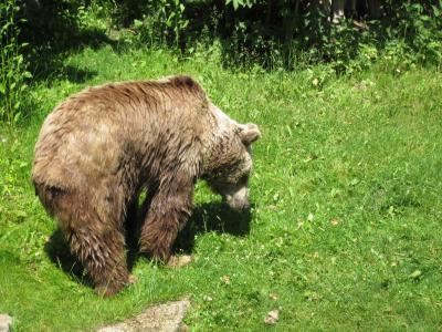 <img0*300:stuff/z/187594/Berlin%2520Zoo%2520Reference/119.JPG>