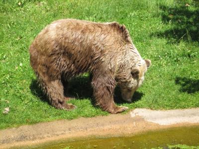 <img0*300:stuff/z/187594/Berlin%2520Zoo%2520Reference/121.JPG>