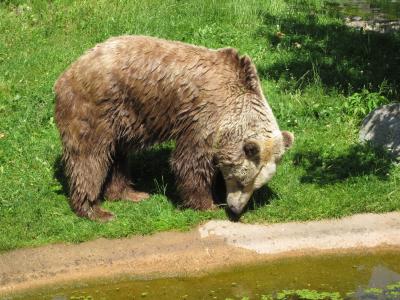 <img0*300:stuff/z/187594/Berlin%2520Zoo%2520Reference/122.JPG>