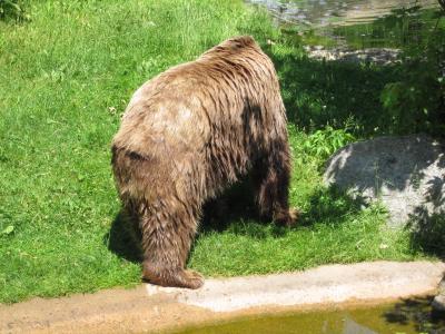 <img0*300:stuff/z/187594/Berlin%2520Zoo%2520Reference/124.JPG>