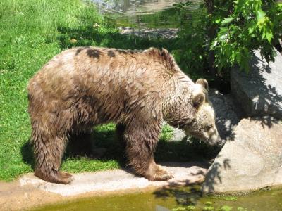 <img0*300:stuff/z/187594/Berlin%2520Zoo%2520Reference/125.JPG>