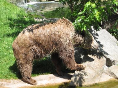 <img0*300:stuff/z/187594/Berlin%2520Zoo%2520Reference/127.JPG>