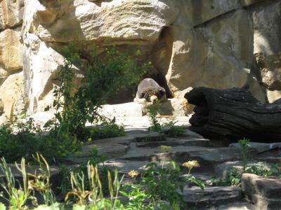 <img0*300:stuff/z/187594/Berlin%2520Zoo%2520Reference/128.JPG>