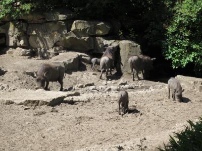 <img0*300:stuff/z/187594/Berlin%2520Zoo%2520Reference/135.JPG>