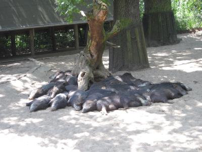 <img0*300:stuff/z/187594/Berlin%2520Zoo%2520Reference/139.JPG>
