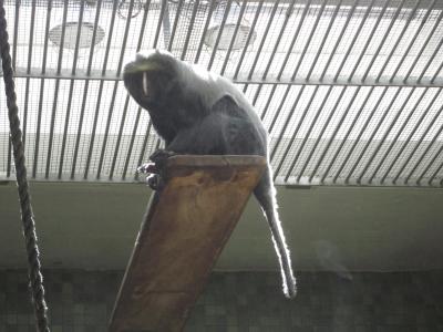 <img0*300:stuff/z/187594/Berlin%2520Zoo%2520Reference/170.JPG>