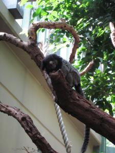 <img0*300:stuff/z/187594/Berlin%2520Zoo%2520Reference/177.JPG>