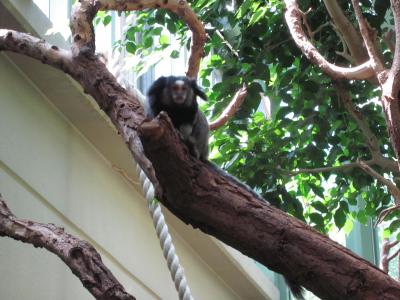 <img0*300:stuff/z/187594/Berlin%2520Zoo%2520Reference/178.JPG>
