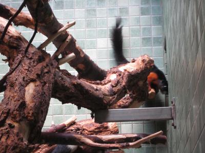 <img0*300:stuff/z/187594/Berlin%2520Zoo%2520Reference/186.JPG>