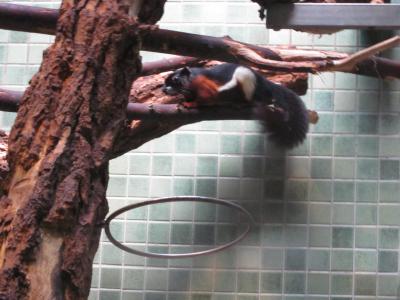 <img0*300:stuff/z/187594/Berlin%2520Zoo%2520Reference/188.JPG>