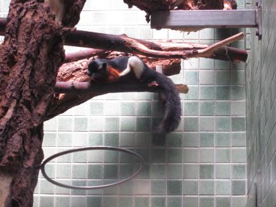 <img0*300:stuff/z/187594/Berlin%2520Zoo%2520Reference/190.JPG>