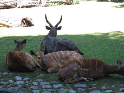 <img0*300:stuff/z/187594/Berlin%2520Zoo%2520Reference/206.JPG>