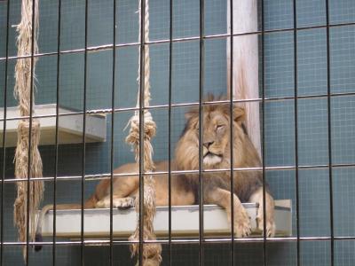 <img0*300:stuff/z/187594/Berlin%2520Zoo%2520Reference/215.JPG>