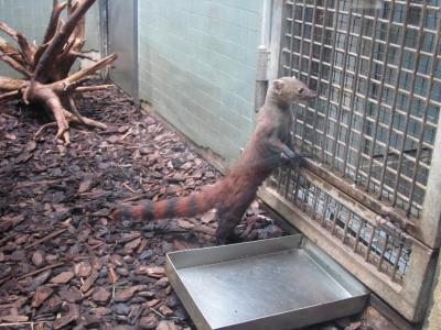 <img0*300:stuff/z/187594/Berlin%2520Zoo%2520Reference/229.JPG>