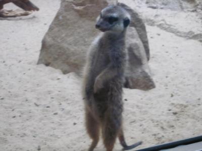 <img0*300:stuff/z/187594/Berlin%2520Zoo%2520Reference/231.JPG>