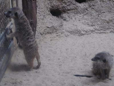 <img0*300:stuff/z/187594/Berlin%2520Zoo%2520Reference/232.JPG>