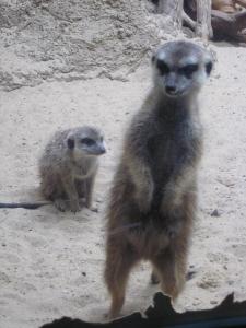 <img0*300:stuff/z/187594/Berlin%2520Zoo%2520Reference/234.JPG>