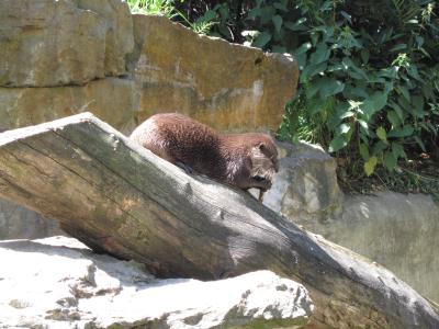 <img0*300:stuff/z/187594/Berlin%2520Zoo%2520Reference/283.JPG>